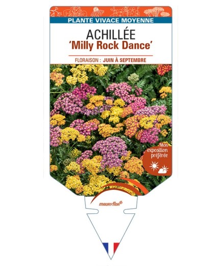 ACHILLEA (millefolium) Milly Rock Dance