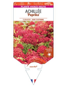 ACHILLEA (millefolium) Paprika