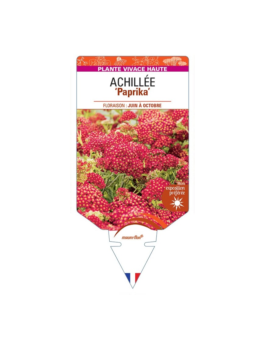 ACHILLEA (millefolium) Paprika