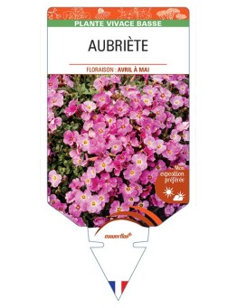 AUBRIÈTE (rose) *