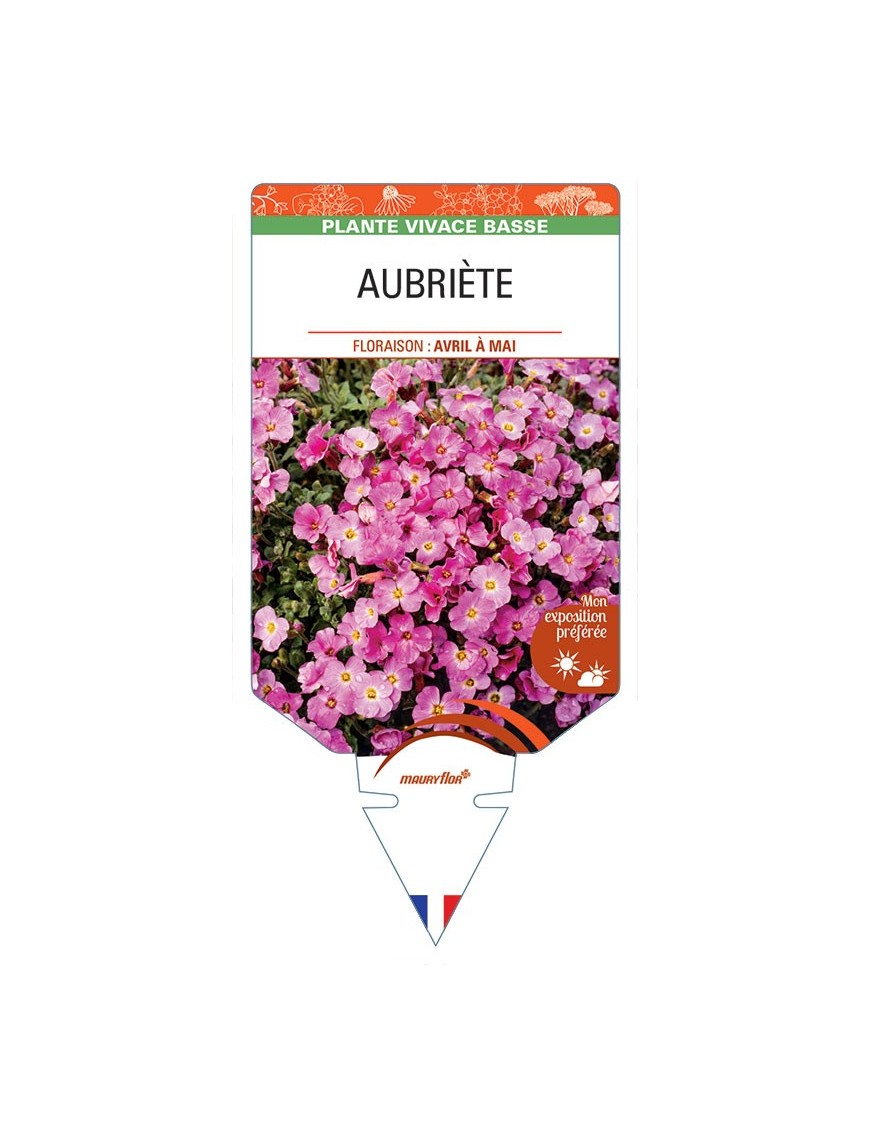 AUBRIÈTE (rose) *
