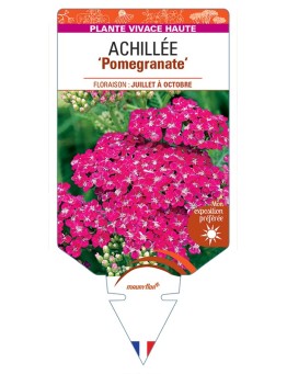 ACHILLEA (millefolium) Pomegranate