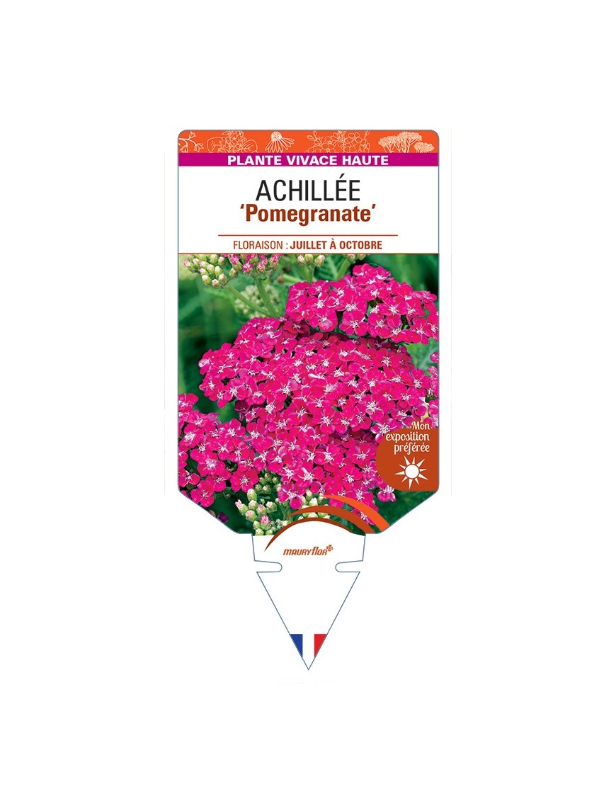 ACHILLEA (millefolium) Pomegranate