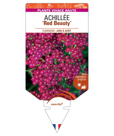 ACHILLEA (millefolium) Red Beauty