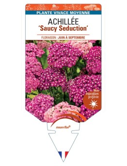 ACHILLEA (millefolium) Saucy Seduction
