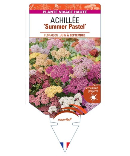 ACHILLEA (millefolium) Summer Pastel