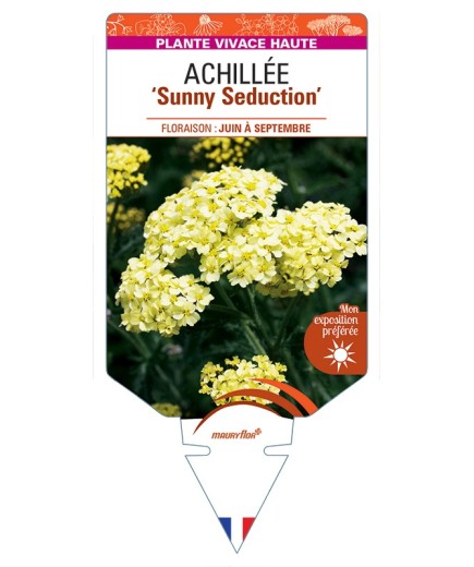 ACHILLEA (millefolium) Sunny Seduction