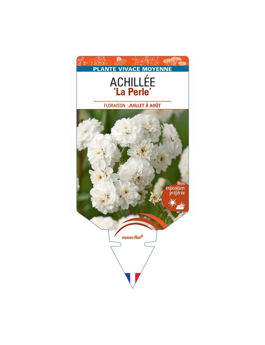 ACHILLEA (ptarmica) La Perle