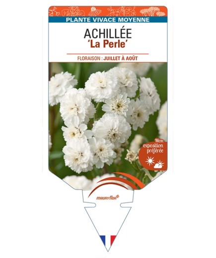 ACHILLEA (ptarmica) La Perle