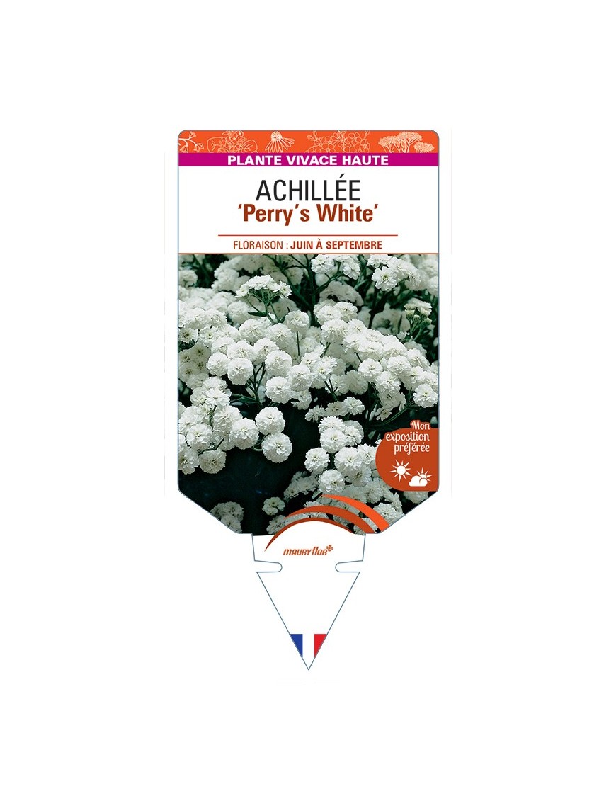 ACHILLEA (ptarmica) Perry’s White
