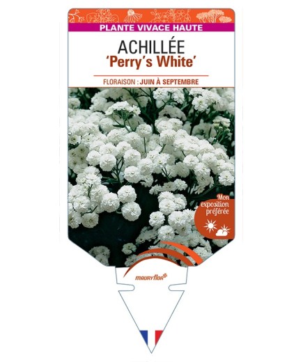 ACHILLEA (ptarmica) Perry’s White