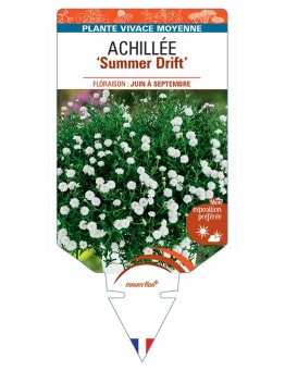 ACHILLEA (ptarmica) Summer Drift