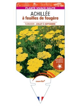 ACHILLEA filipendulina voir Achillée à feuilles de fougère
