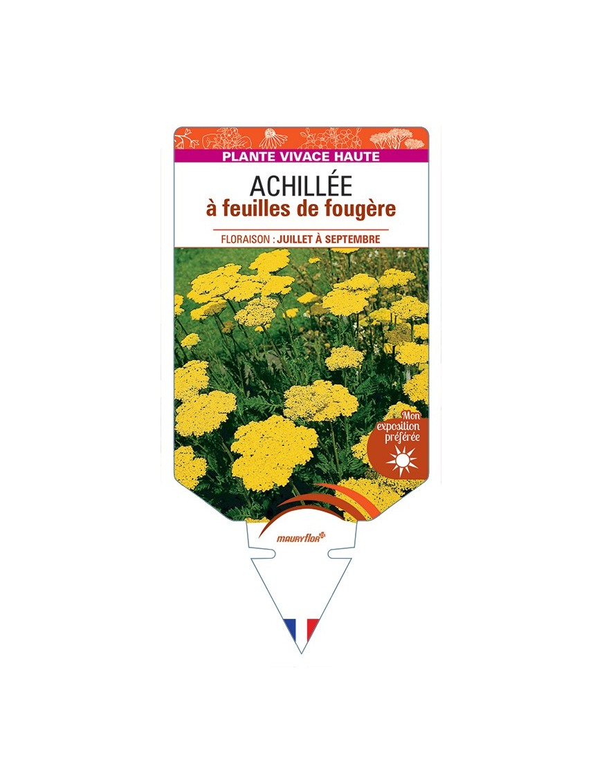 ACHILLEA filipendulina voir Achillée à feuilles de fougère