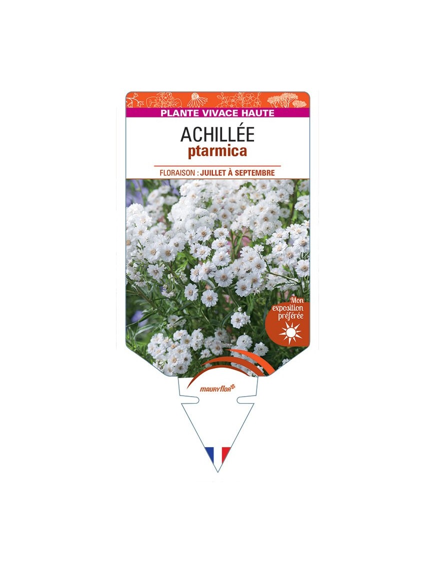 ACHILLEA PTARMICA (blanc)