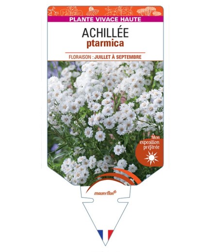 ACHILLEA PTARMICA (blanc)