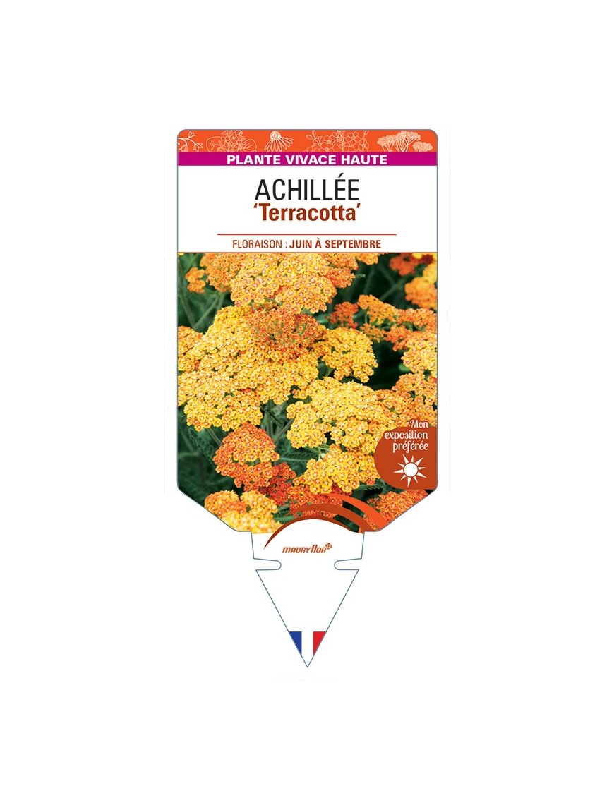 ACHILLEA Terracotta