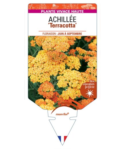 ACHILLEA Terracotta