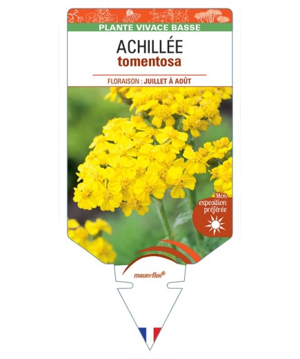 ACHILLEA tomentosa