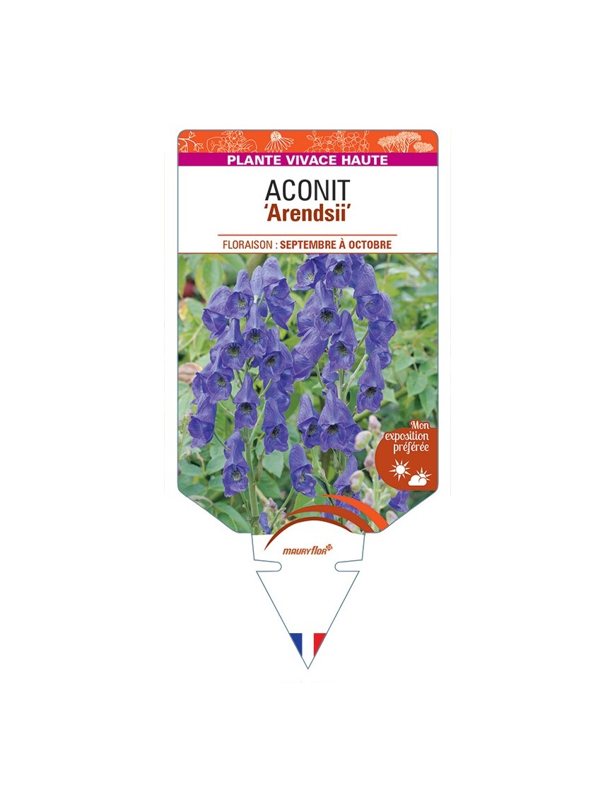 ACONITUM (carmichaelii) Arendsii