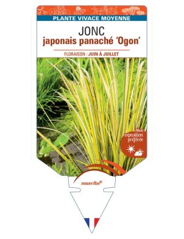 ACORUS ogon voir JONC japonais panaché Ogon