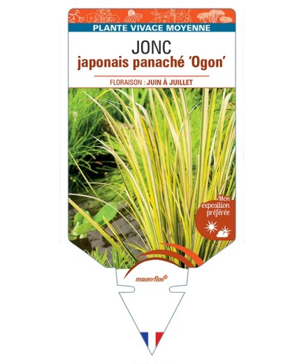 ACORUS ogon voir JONC japonais panaché Ogon