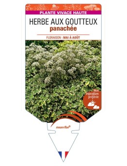 AEGOPODIUM podagraria Variegatum voir Herbe aux Goutteux panachée