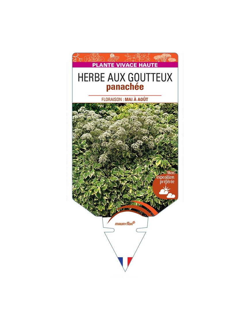 AEGOPODIUM podagraria Variegatum voir Herbe aux Goutteux panachée