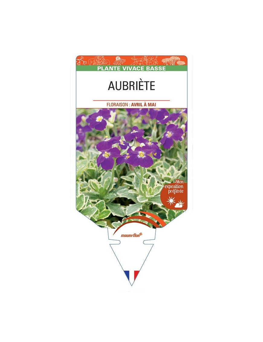 AUBRIÈTE (variegata) *