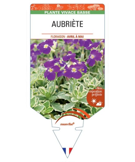 AUBRIÈTE (variegata) *