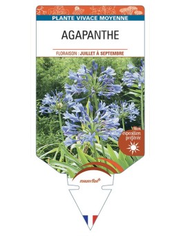 AGAPANTHUS (bleu clair)