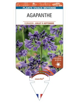 AGAPANTHUS (violet)