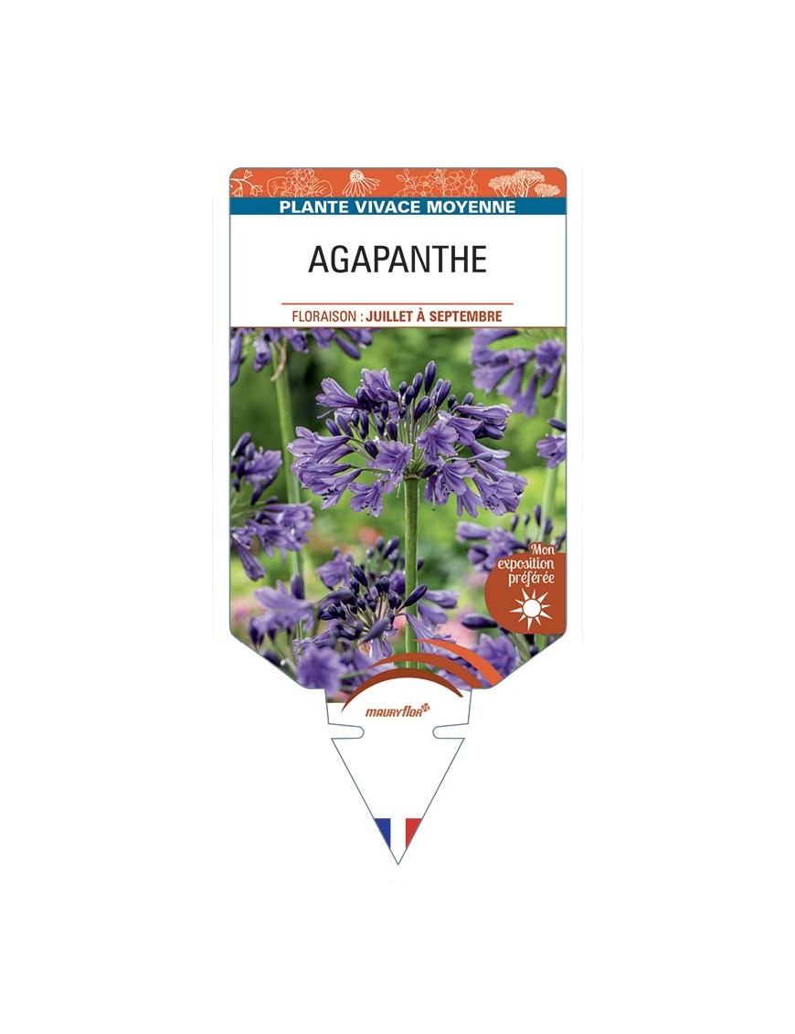 AGAPANTHUS (violet)