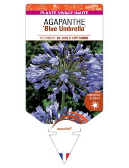 AGAPANTHUS (africanus) Blue Umbrella