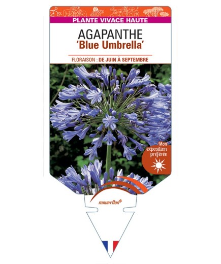 AGAPANTHUS (africanus) Blue Umbrella