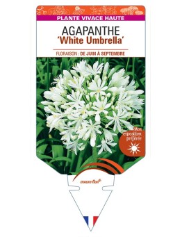 AGAPANTHUS (africanus) White Umbrella