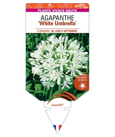 AGAPANTHUS (africanus) White Umbrella