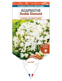 AGAPANTHUS Double Diamond