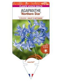 AGAPANTHUS Northern Star