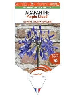 AGAPANTHUS Purple Cloud