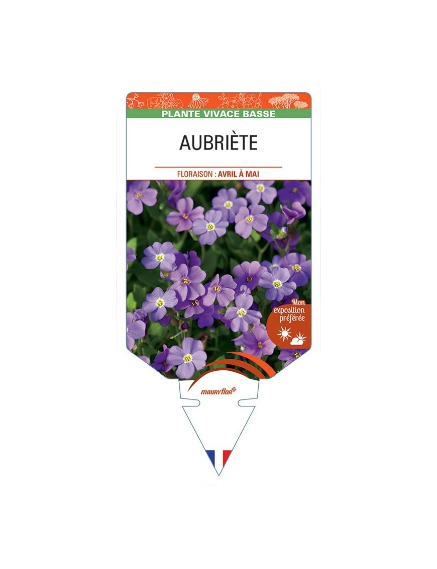 AUBRIÈTE (violet)