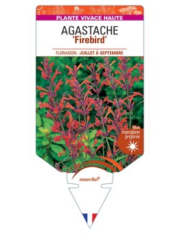 AGASTACHE (barberi) Firebird