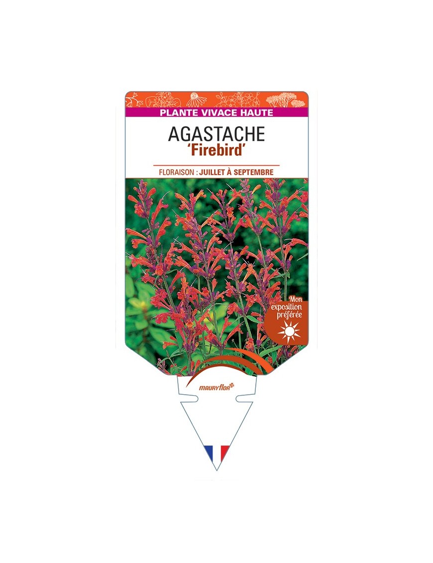 AGASTACHE (barberi) Firebird