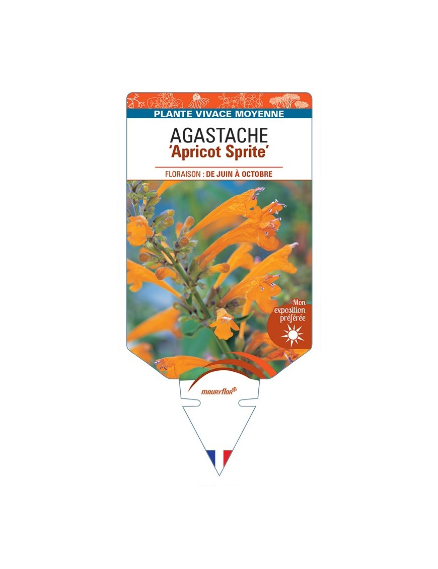 AGASTACHE Apricot Sprite