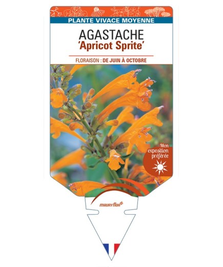 AGASTACHE Apricot Sprite