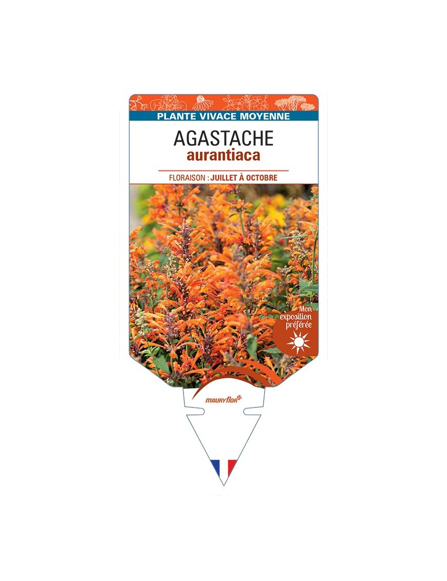 AGASTACHE aurantiaca