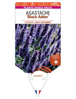 AGASTACHE Black Adder