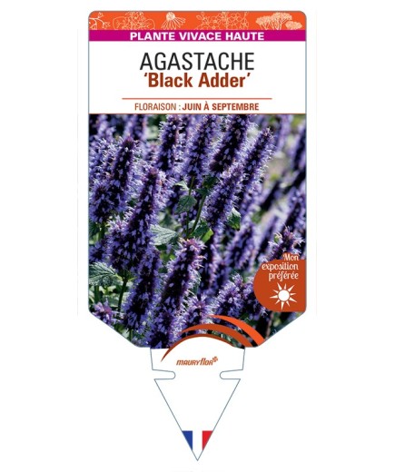 AGASTACHE Black Adder