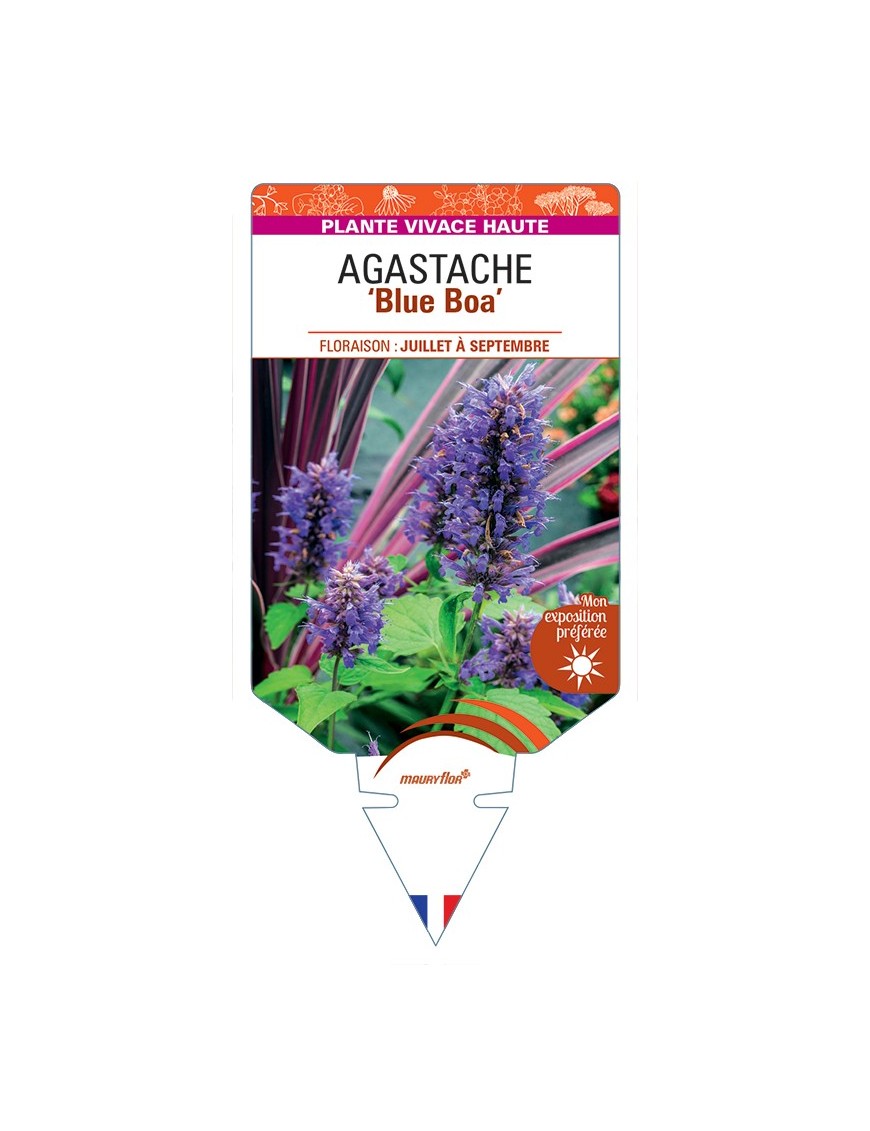 AGASTACHE Blue Boa