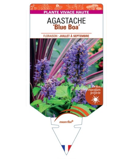 AGASTACHE Blue Boa